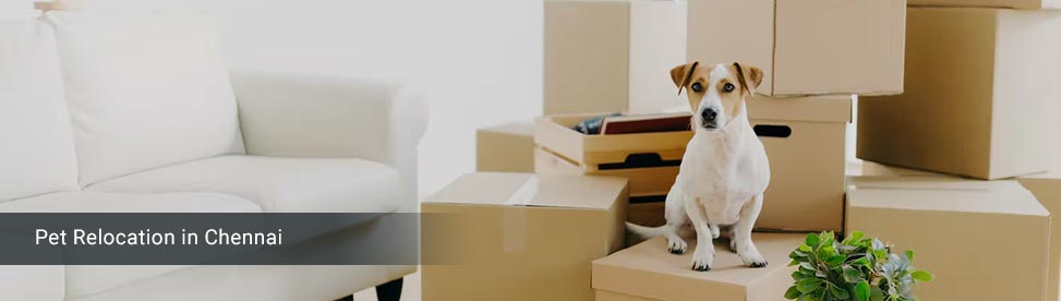 Pet Relocation Services in Chennai