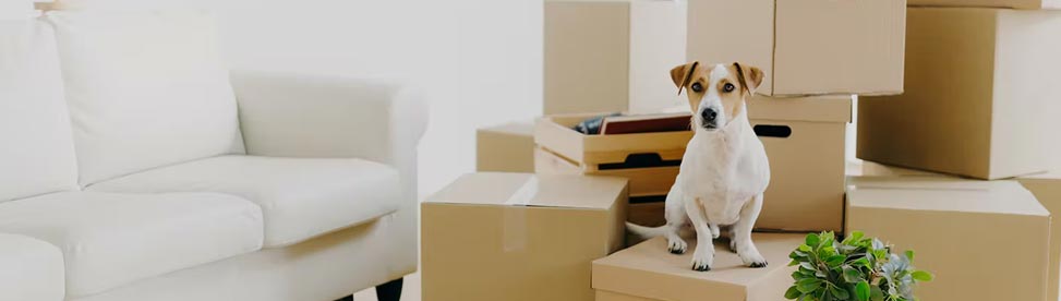 Pet Relocation services in Noida